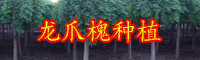 云南乔木龙爪槐小苗价格大约多少钱一棵？