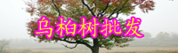 云南落叶乔木乌桕树小苗价格多少钱一棵？