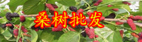 云南灌木桑树小苗价格多少钱一棵？