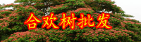 云南威海市市树合欢树小苗价格多少钱一棵？