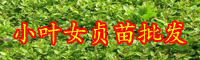 云南“绿篱材料”小叶女贞小苗价格多少钱一棵？
