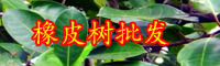 云南市面上橡皮树价格多少钱一棵？