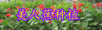 云南美人蕉价格多少钱一棵？