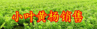 云南灌木小叶黄杨小苗价格多少钱一棵？
