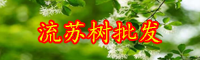 云南落叶灌木流苏树小苗价格多少钱一棵？