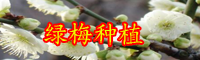 云南落叶小乔木绿梅小苗价格多少钱一棵？