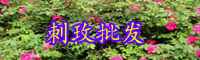 刺玫花苗价格多少钱一棵？