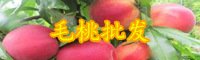 毛桃苗出售价格_毛桃苗批发基地介绍