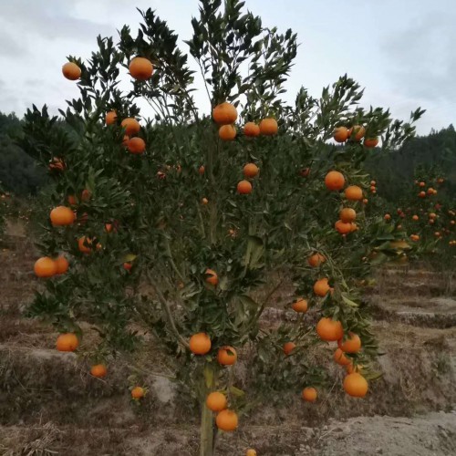 沙糖桔一般什么时候栽种？促花技术性关键点有什么？