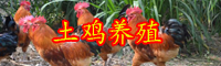 土鸡饲养四季管理方法技术性详细介绍！