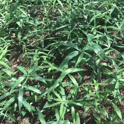 鲜黄精如今多少钱一斤？2020年种植赚钱吗？