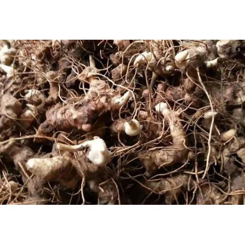 2020年中药材黄精种植前景如何？其作用与功效是啥？