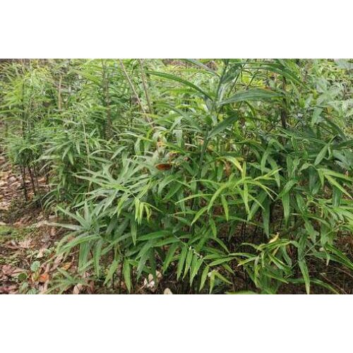 黄精的销售市场价格多少？作用和功效忌讳有什么？