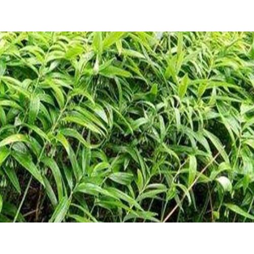 黄精的销售市场价格多少？泡茶喝的作用有什么？