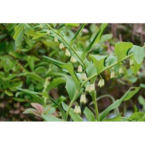 黄精价钱多少钱一斤？种植前景和经济效益如何？
