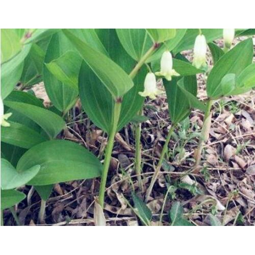 黄精栽种一亩项目投资是多少成本费？种植前景怎样？