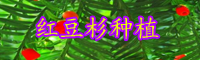 红豆杉小苗价格多少钱一棵？如何鉴别公和母？