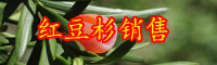 东北地区红豆杉苗木价格是要多少钱一棵？附种植与保养关键点