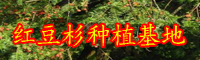 “绿色植物熊猫幼崽”红豆杉种子多少钱一斤？附種子的种植技术！