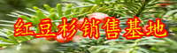 “绿色植物金子”红豆杉如何养？常见问题有什么？