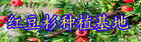 目前市面上红豆杉盆景价格要多少钱一盆？何时剪修？