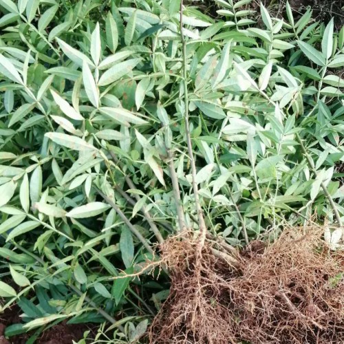 花椒一般何时种？附广泛病虫害的药品防止关键环节