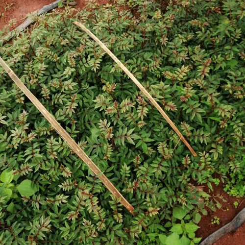 栽种5亩花椒的盈利有是多少？栽种管理方法技术性有什么？