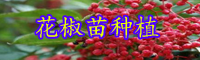 “香辛调味品”青花椒如何种？栽种经济效益如何？