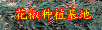 花椒的作用与功效有什么？花椒水能够治痔疮吗？会造成负作用吗？（附服用忌讳）