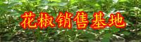芸香科绿色植物野花椒能吃吗?价格行情多少钱一斤?有哪些作用和功效?