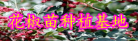 “芸香科”花椒树有哪些病害？病发病症是啥？预防方式有什么？