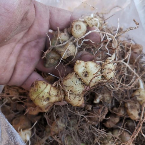 昆明附近黄精种苗多少钱_昆明黄精的种植方法