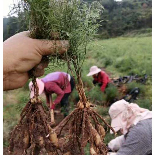 云南哪里有天冬批发_天冬种子种植技术