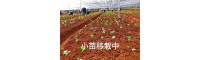 云南滇重楼_贵州矮杆滇重楼