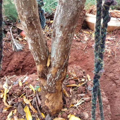 番石榴价钱大约多少钱一斤？附石榴树的种植技术