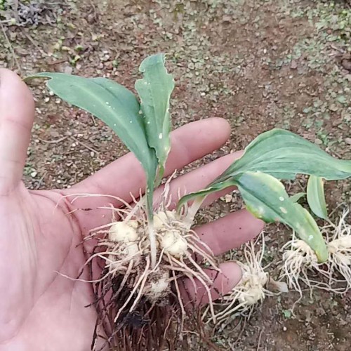 黄精的销售市场价格多少？作用和功效忌讳有什么？