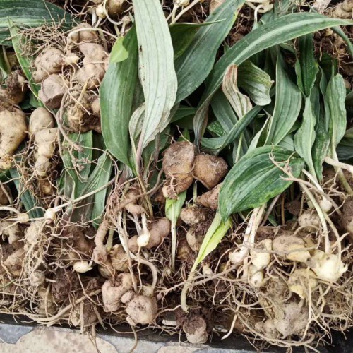 黄精的销售市场价格多少？泡茶喝的作用有什么？