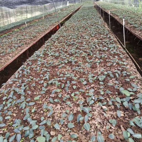 黄精栽种一亩项目投资是多少成本费？种植前景怎样？