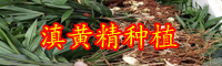 天然的黄精大约多少钱一斤？2019年种一亩大概必须投资成本？