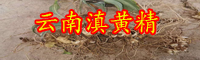 中药材黄精种植前景怎样？附经济收益参照