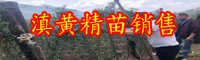滇黄精价格行情大约多少钱一斤？作用与主冶是啥？鲜品亩产量是多少斤？怎样採收与粗加工？