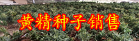 栽种黄精经济收益怎样？原产地有什么？能够补肾壮阳吗？