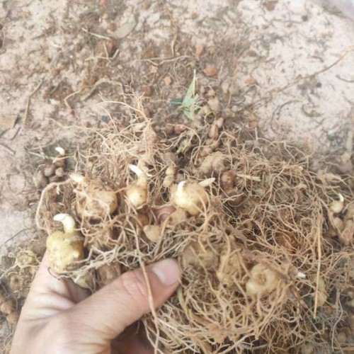 黄精的销售市场价格多少？作用和功效忌讳有什么？