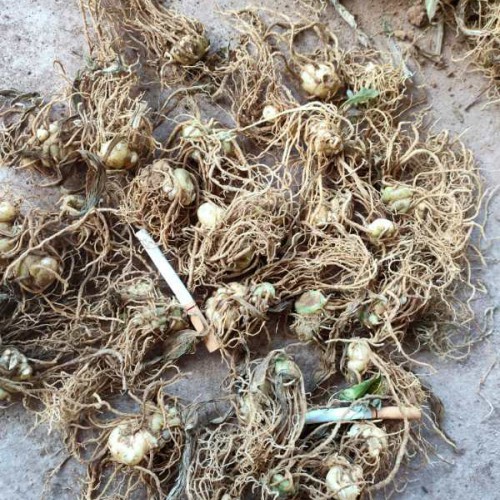 中药材黄精价钱为是多少？它的作用与功效是啥？