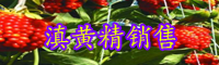 黄精栽种一亩项目投资是多少成本费？种植前景怎样？