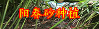 砂仁价格行情多少钱一斤？栽种两年盈利？1亩能产是多少斤？