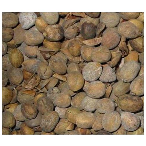 巴豆种植丰产方法_收获与加工_栽培技巧