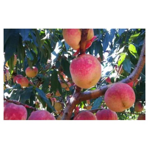 早熟品种桃资料大全#冬桃种植技术病害专家咨询