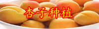 高产杏子苗种植技术_垂询热线