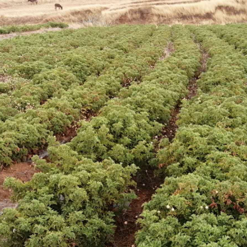 驱蚊草（又名香叶天竺葵）种子种植销售苗